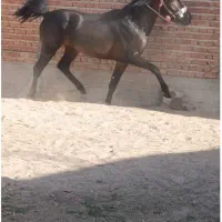 اسب