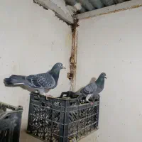 کبوتر جفتگاه رنگه کربلایی و آلمانی