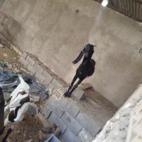 بز ماده|حیوانات مزرعه|بندر ماهشهر, |دیوار