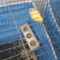 قناری دو عدد نر مست عالی|پرنده|شیراز, سلطان آباد|دیوار