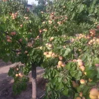 سم پاشی درخت، هریس درخت، فروش درختان و پیوند زنی|خدمات باغبانی و درختکاری|تبریز, |دیوار