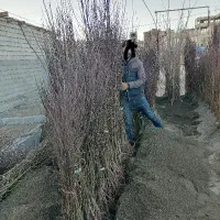 نهالکده بادام و میوه|خدمات باغبانی و درختکاری|سمیرم, |دیوار