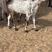 بزغاله آبستن|حیوانات مزرعه|بندر ماهشهر, |دیوار