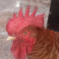 فروش خروس فریزل|حیوانات مزرعه|بابل, |دیوار