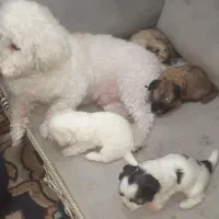 نژاد شیتزو ،، تریر|سگ|دزفول, |دیوار