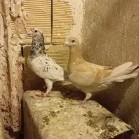 همه رقم کفتر فیلم وعکس