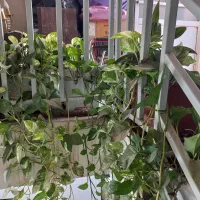 فروش تعداد ۱۵ گل آپارتمانی|گل و گیاه طبیعی|اصفهان, درب کوشک|دیوار