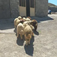 ۱۶ بره شیرمس و قددار باب پروار کاور یکدست