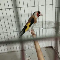 سهره شرور مسابقه ای