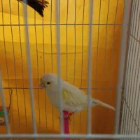 قناری دارچینی ومزایکی گلکسی جفت جوجه داده آماده