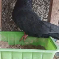 کفتر نر  سوسک کاکلی نشک سفید چش پرتقالی