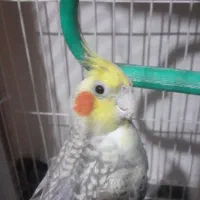 پرنده عروس هلندی دستی