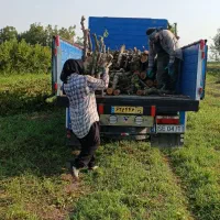 خرید چوب باغی وحیاتی|خدمات باغبانی و درختکاری|پارس‌آباد, |دیوار