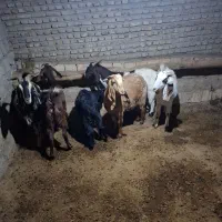 بز و بزغاله|حیوانات مزرعه|بشاریات, |دیوار