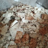 نان خشک تمیز