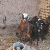 گوسفند فروشی|حیوانات مزرعه|خوسف, |دیوار