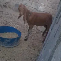 بز درجه یک قیمت پای مامعله ابسن|حیوانات مزرعه|بندر دیر, |دیوار