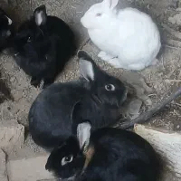 هفت عدد خرگوش همگی ماده|موش و خرگوش|پیشوا, |دیوار