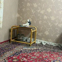 طوقی|پرنده|اصفهان, مهرآباد|دیوار