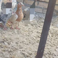 کارل میلمنز|پرنده|تربت جام, ترکمن ها|دیوار