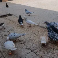 فروش کبوتر