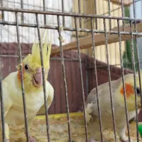 عروس هلندی سرلاکی|پرنده|سهند, |دیوار