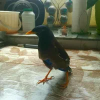 فروش  پرنده