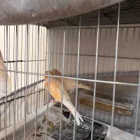 جفت موزایکی|پرنده|رشت, معلم|دیوار