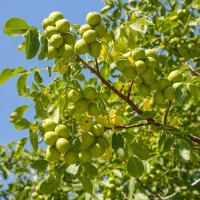 فروش نهال گردو فرانکت