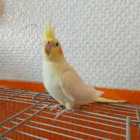 هروس هلندی