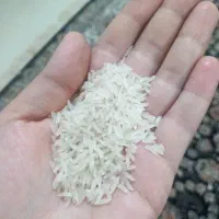 برنج فجر سوزنی