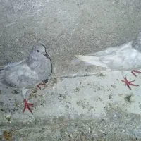 کبوتر
