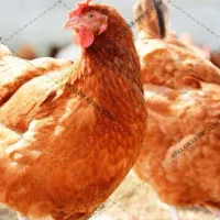 مرغ تخمگذار