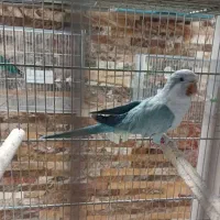 یک عدد راهب ماده درجه ۱|پرنده|تهران, مخصوص|دیوار