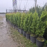 گل گیاه نهال لاوسون تزئیناتی سرو کاج