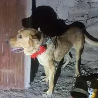 واگذاری سگ سرابی رایگان