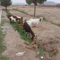 بز پاکستانی