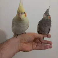 دو تا جوجه عروس هلندی سالم و دستی|پرنده|تهران, ارامنه|دیوار