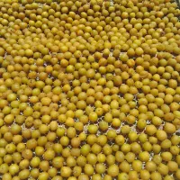 آلو حاج حسنی شوقانی کبرائی