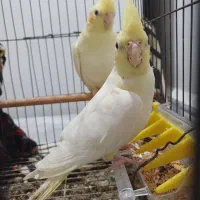 عروس هلندی|پرنده|کارون, |دیوار