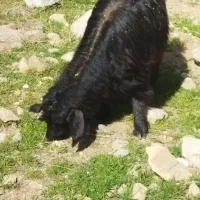 کپیش ماده چاق پرگوشت برای قربانی نزی مکان ماکو