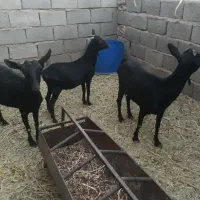 فروش گوسفند