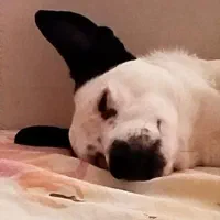 واگذاری رایگان سگ خونگی