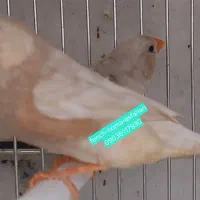 فنج فول اورنج ....