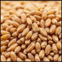 فروش گندم رقم سارنگ