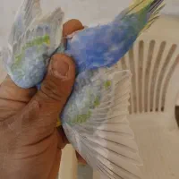 مرغ عشق رینبو درجه یک|پرنده|آبادان, |دیوار