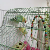 طوطی های شیطون و زیبا .رنگ خاص