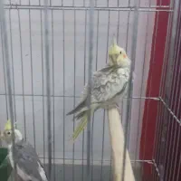 عروس|پرنده|رودسر, |دیوار