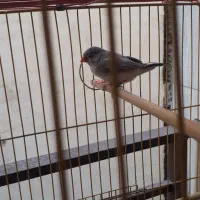 یک جفت فنج کینگ|پرنده|تهران, سجاد|دیوار