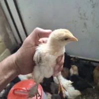 جوجه